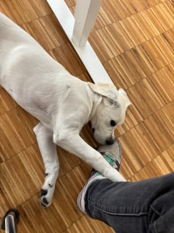 Mika the office dog relaxing under the desk